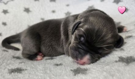 Wunderschöne Labrador ähnliche Welpen abzugeben 7 grau/silber & 3 schwarz