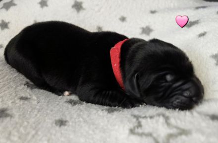 Wunderschöne Labrador ähnliche Welpen abzugeben 7 grau/silber & 3 schwarz
