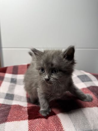 Taktile, menschenbezogene Kätzchen suchen ein liebevolles Zuhause. Sie verbringen sehr gerne Zeit mi