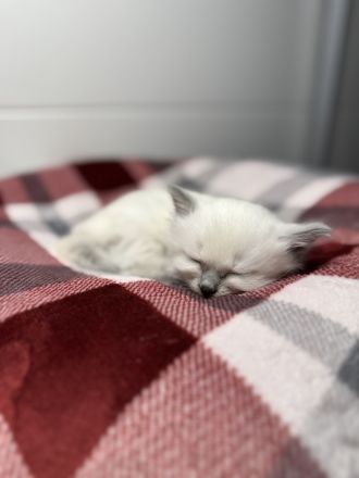 Taktile, menschenbezogene Kätzchen suchen ein liebevolles Zuhause. Sie verbringen sehr gerne Zeit mi