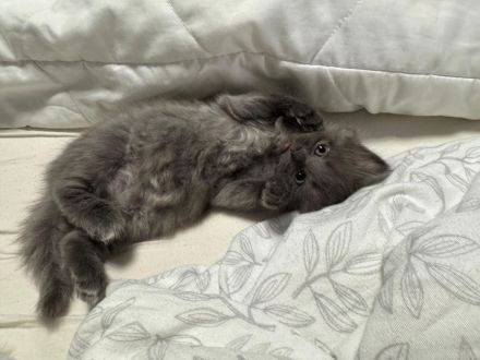 Mix aus Heilige Birma und Maine Coon