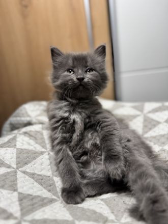 Mix aus Heilige Birma und Maine Coon