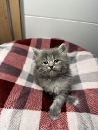 Taktile, menschenbezogene Kätzchen suchen ein liebevolles Zuhause. Sie verbringen sehr gerne Zeit mi