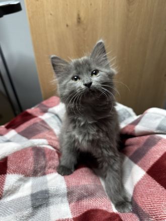 Mix aus Heilige Birma und Maine Coon