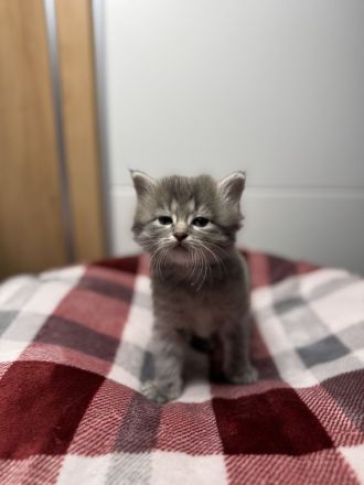 Taktile, menschenbezogene Kätzchen suchen ein liebevolles Zuhause. Sie verbringen sehr gerne Zeit mi