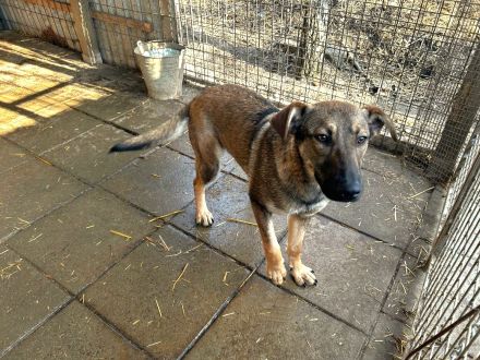 Resi - sucht geduldige erfahrene Menschen in ruhigem Umfeld