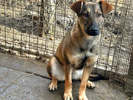 Resi - sucht geduldige erfahrene Menschen in ruhigem Umfeld