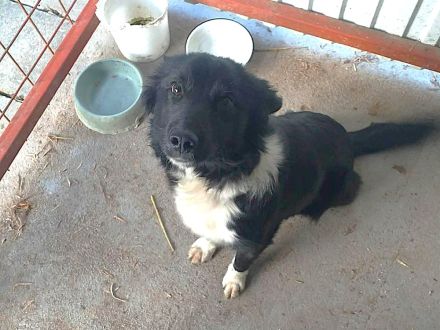 Daisy - sucht erfahrene Hundemenschen