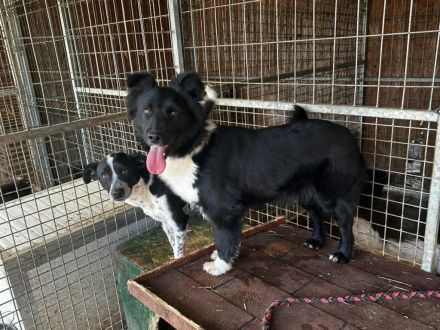 Daisy - sucht erfahrene Hundemenschen