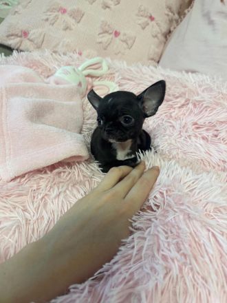 XXS Chihuahua