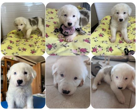 Tatsi, Laura Bassi, Gesine, Babis und Einstein 5 Geschwister suchen ihr Zuhause