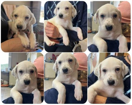 Tatsi, Laura Bassi, Gesine, Babis und Einstein 5 Geschwister suchen ihr Zuhause