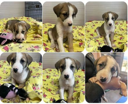 Tatsi, Laura Bassi, Gesine, Babis und Einstein 5 Geschwister suchen ihr Zuhause