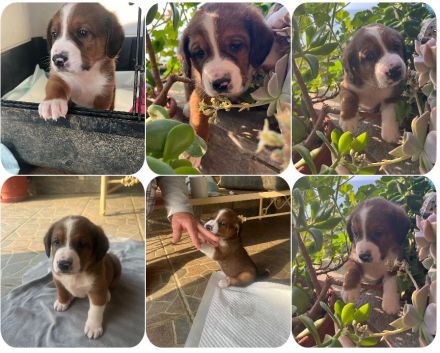 Bear - kleiner Kämpfer sucht sein großes Glück