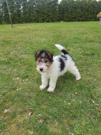 Drahthaar Foxterrier Welpe/Rüde
