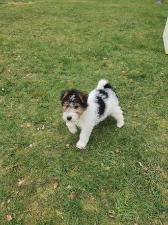 Drahthaar Foxterrier Welpe/Rüde