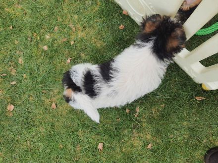 Drahthaar Foxterrier Welpe/Rüde