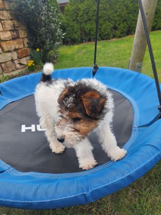 Drahthaar Foxterrier Welpe/Rüde