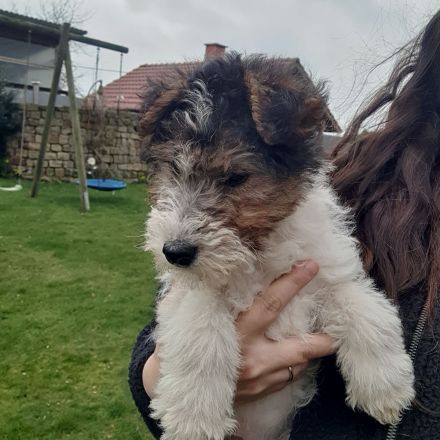 Drahthaar Foxterrier Welpe/Rüde