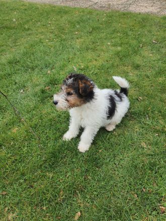 Drahthaar Foxterrier Welpe/Rüde