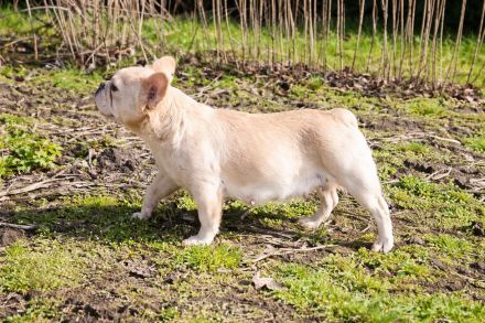 Wunderschöne, fluffy französische Bulldoggenwelpen