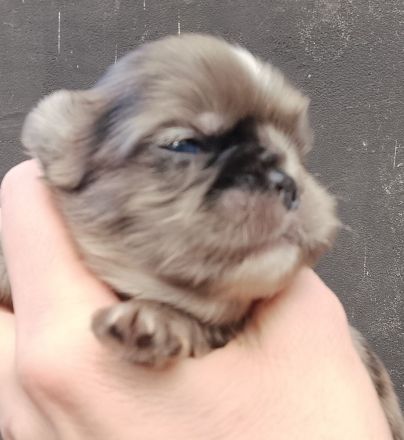 Wunderschöne, fluffy französische Bulldoggenwelpen