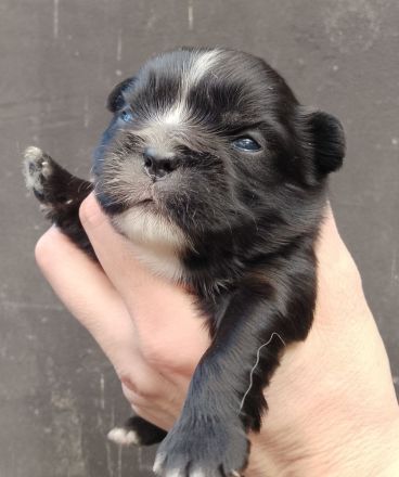 Wunderschöne, fluffy französische Bulldoggenwelpen