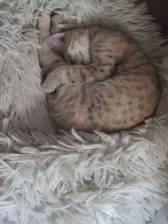 Aufgeweckte Brush-Sphynx Kitten suchen neues Zuhause