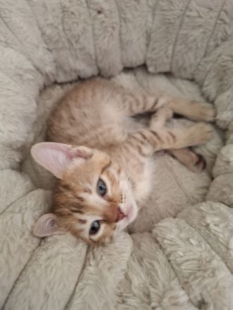 Aufgeweckte Brush-Sphynx Kitten suchen neues Zuhause