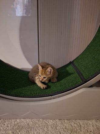 Aufgeweckte Brush-Sphynx Kitten suchen neues Zuhause