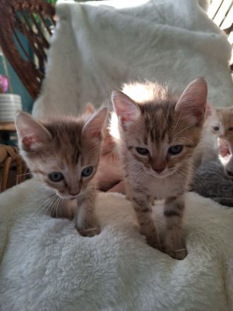 Aufgeweckte Brush-Sphynx Kitten suchen neues Zuhause