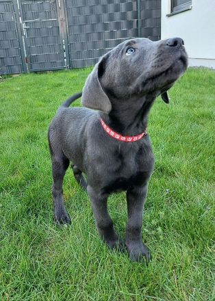 Reinrassige Labrador Welpen 11Wochen - mit Ahnentafel und EU-Heimtierausweis - noch 2 verfügbar