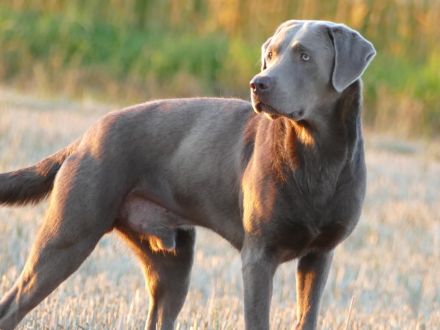 Reinrassige Labrador Welpen 11Wochen - mit Ahnentafel und EU-Heimtierausweis - noch 2 verfügbar