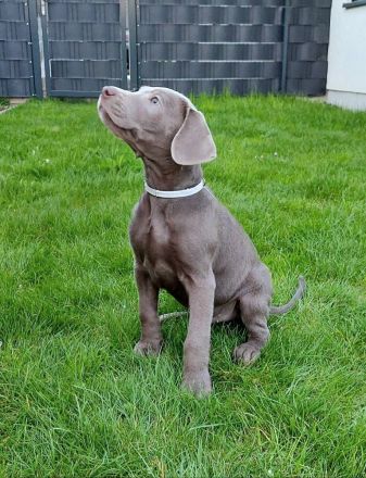 Reinrassige Labrador Welpen 11Wochen - mit Ahnentafel und EU-Heimtierausweis - noch 2 verfügbar