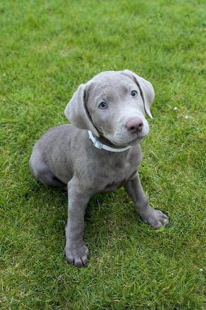 Reinrassige Labrador Welpen 11Wochen - mit Ahnentafel und EU-Heimtierausweis - noch 2 verfügbar