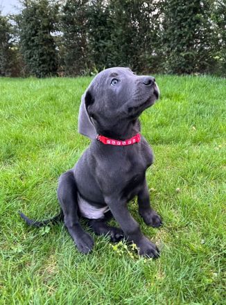 Reinrassige Labrador Welpen 11Wochen - mit Ahnentafel und EU-Heimtierausweis - noch 2 verfügbar