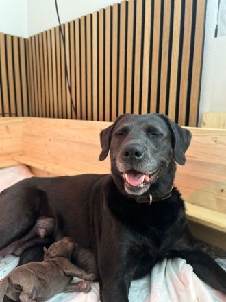 Reinrassige Labrador Welpen 11Wochen - mit Ahnentafel und EU-Heimtierausweis - noch 2 verfügbar