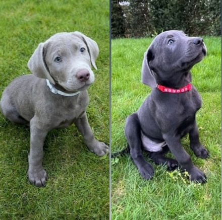 Reinrassige Labrador Welpen 11Wochen - mit Ahnentafel und EU-Heimtierausweis - noch 2 verfügbar