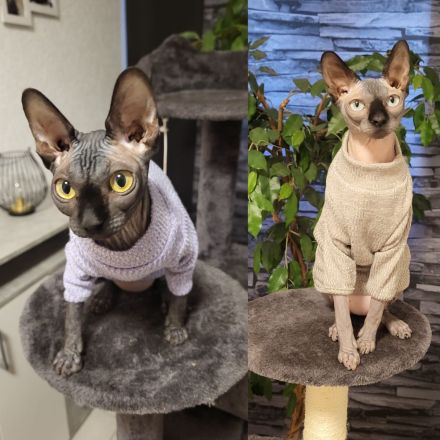 2 geschwister sphynx