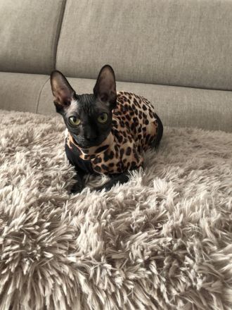 2 geschwister sphynx