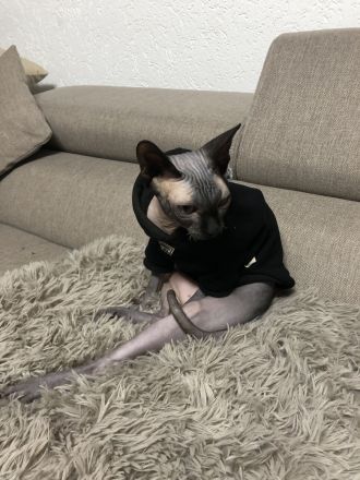 2 geschwister sphynx