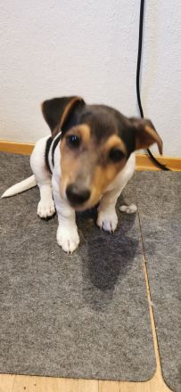Jack Rassel Welpen
