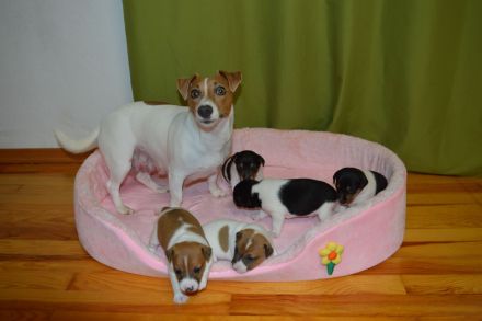 Jack Rassel Welpen