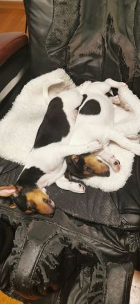 Jack Rassel Welpen