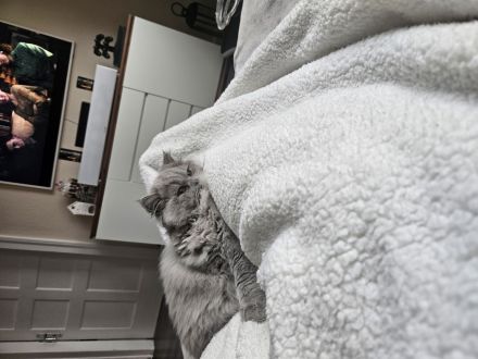 Deckkater Kovu Britisch Langhaar