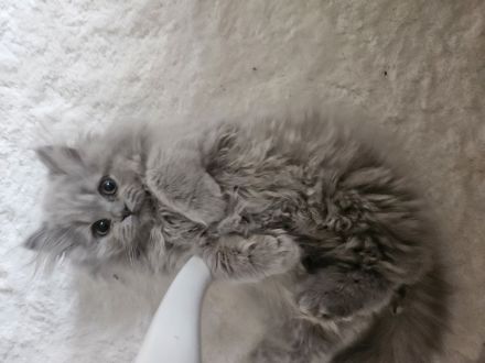 Deckkater Kovu Britisch Langhaar