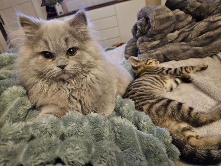 Deckkater Kovu Britisch Langhaar