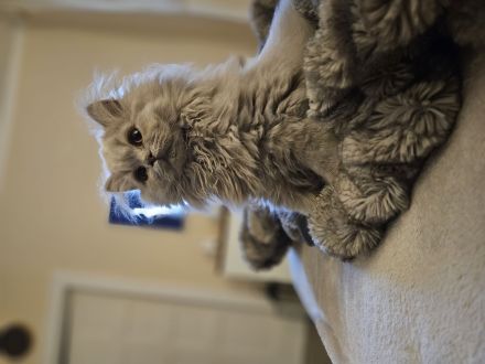 Deckkater Kovu Britisch Langhaar