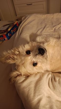 Nacho sucht ein liebevolles Zuhause