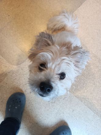 Nacho sucht ein liebevolles Zuhause